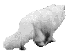 animatedwhitecat-27.gif