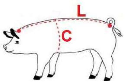 porc.jpg