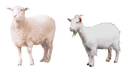 ferma.jpg