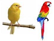 pasari.jpg