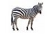 2zebra.jpg